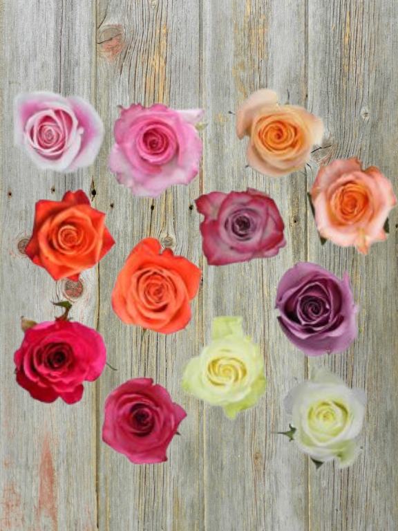 MOTHERS DAY 2026  COLOR ROSE ASSORTMENT